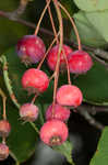 Serviceberry